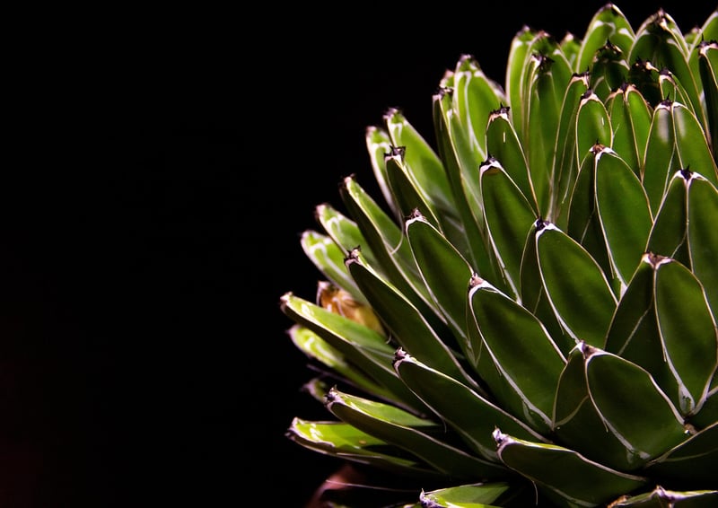 Graptoveria 'Debbie'